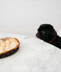 Pup in the kitchen